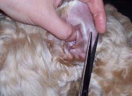 Подстригание волос на внутренней части уха